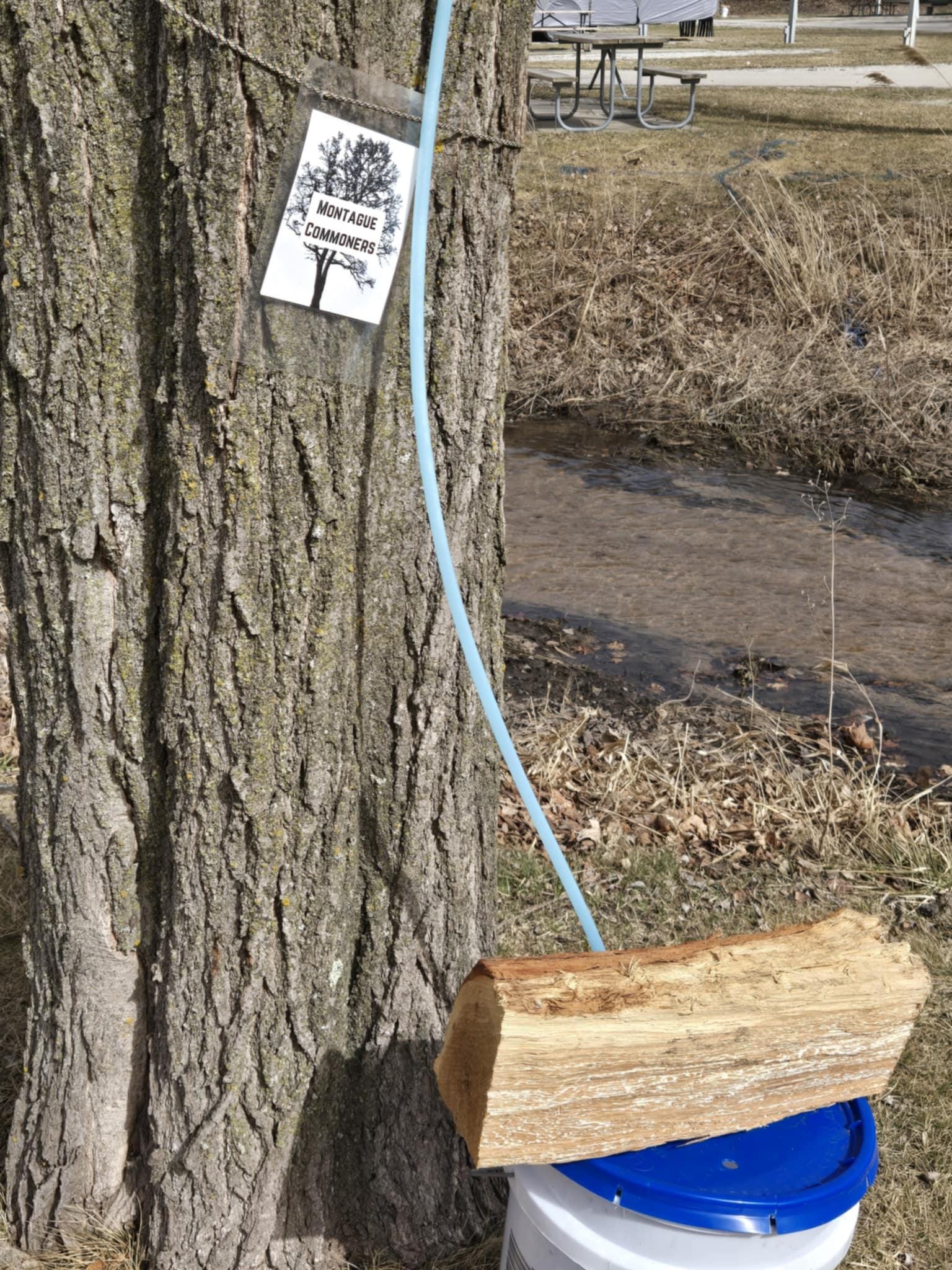 A sugar maple tree with a blue tube connecting it to a 5 gallon bucket. There is a piece of firewood balanced on top of the bucket lid.