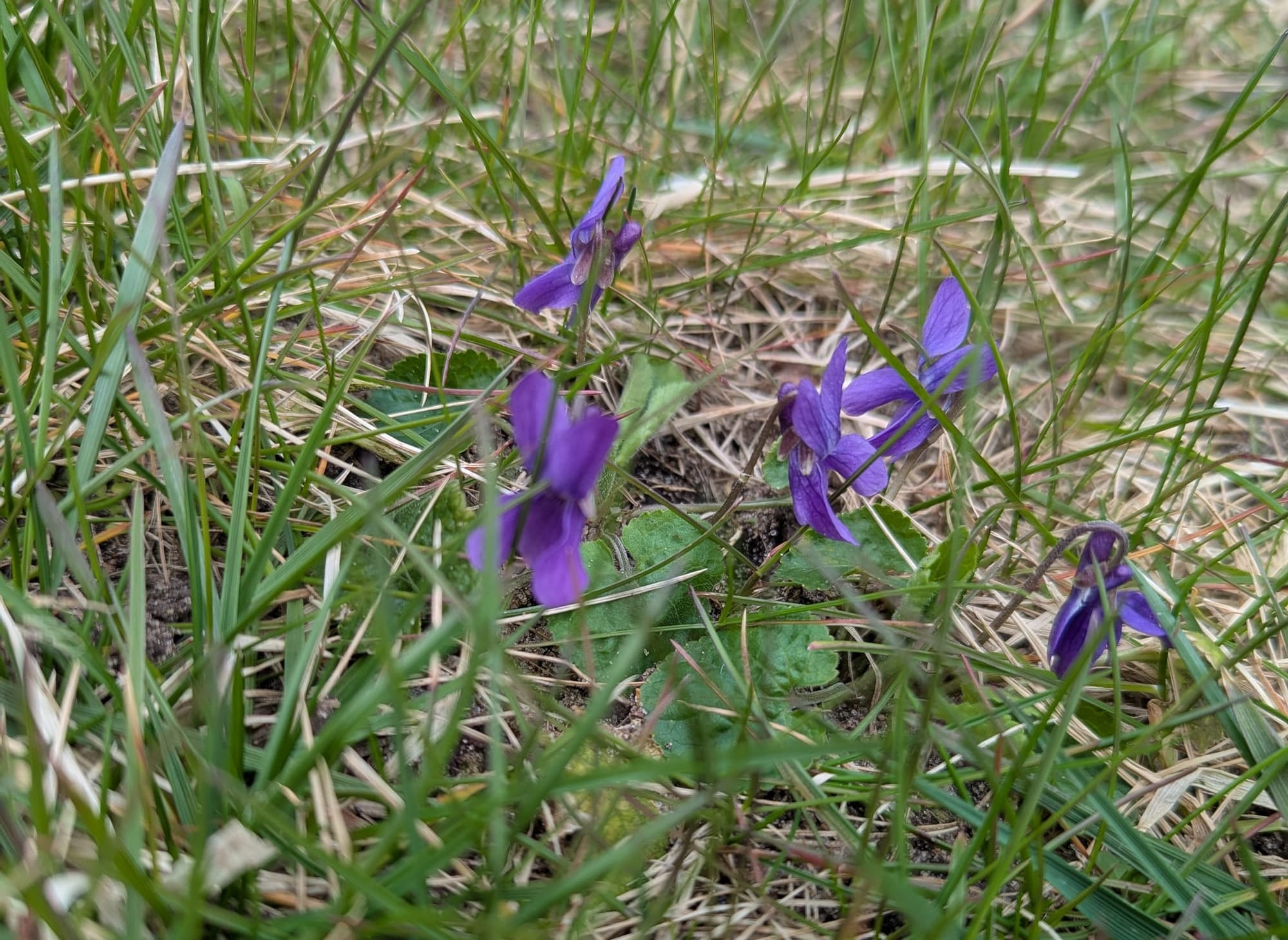 A patch of five violet blooms