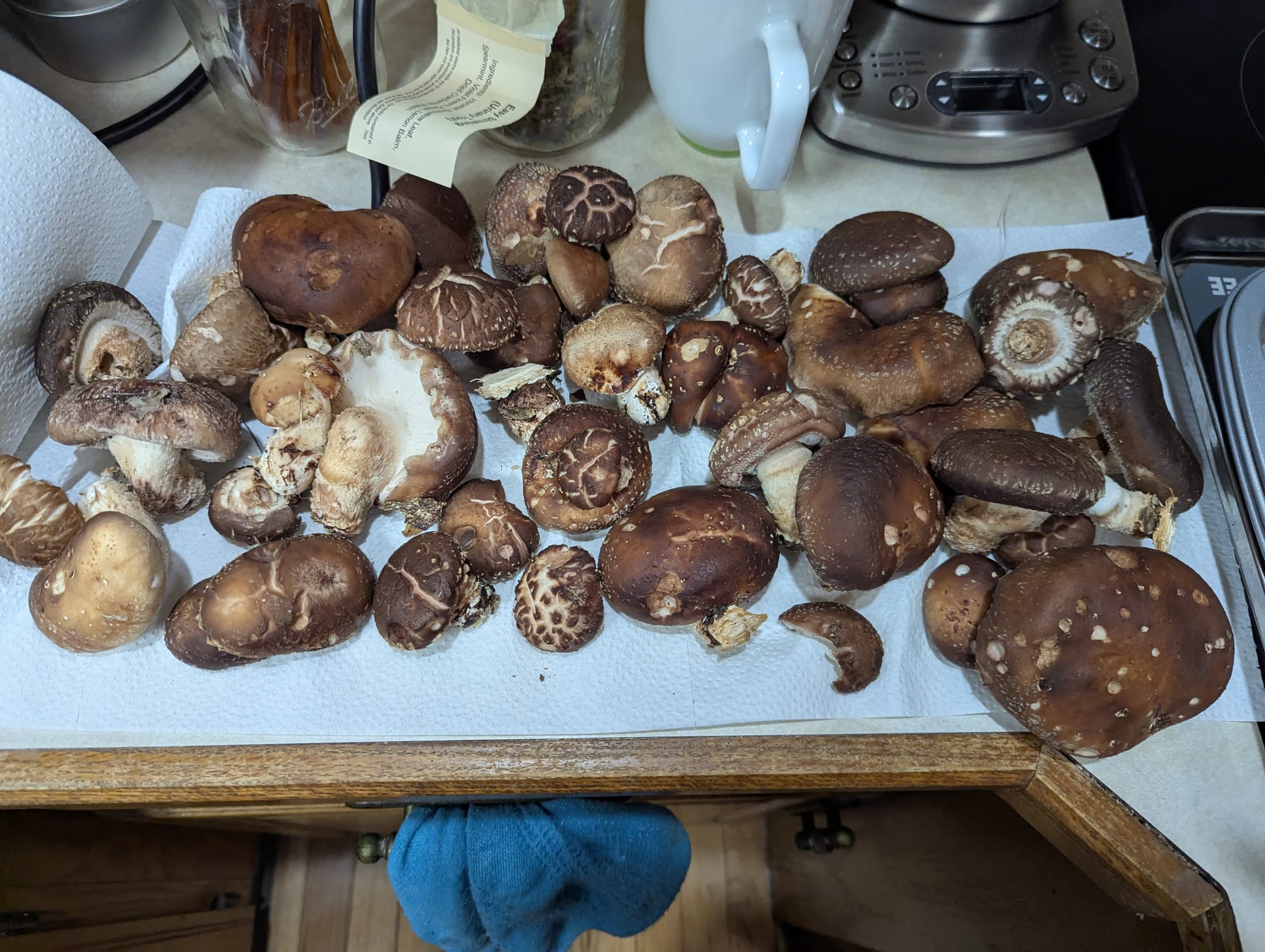 A paper towel with a pile of approximately 40 shiitake mushrooms on it