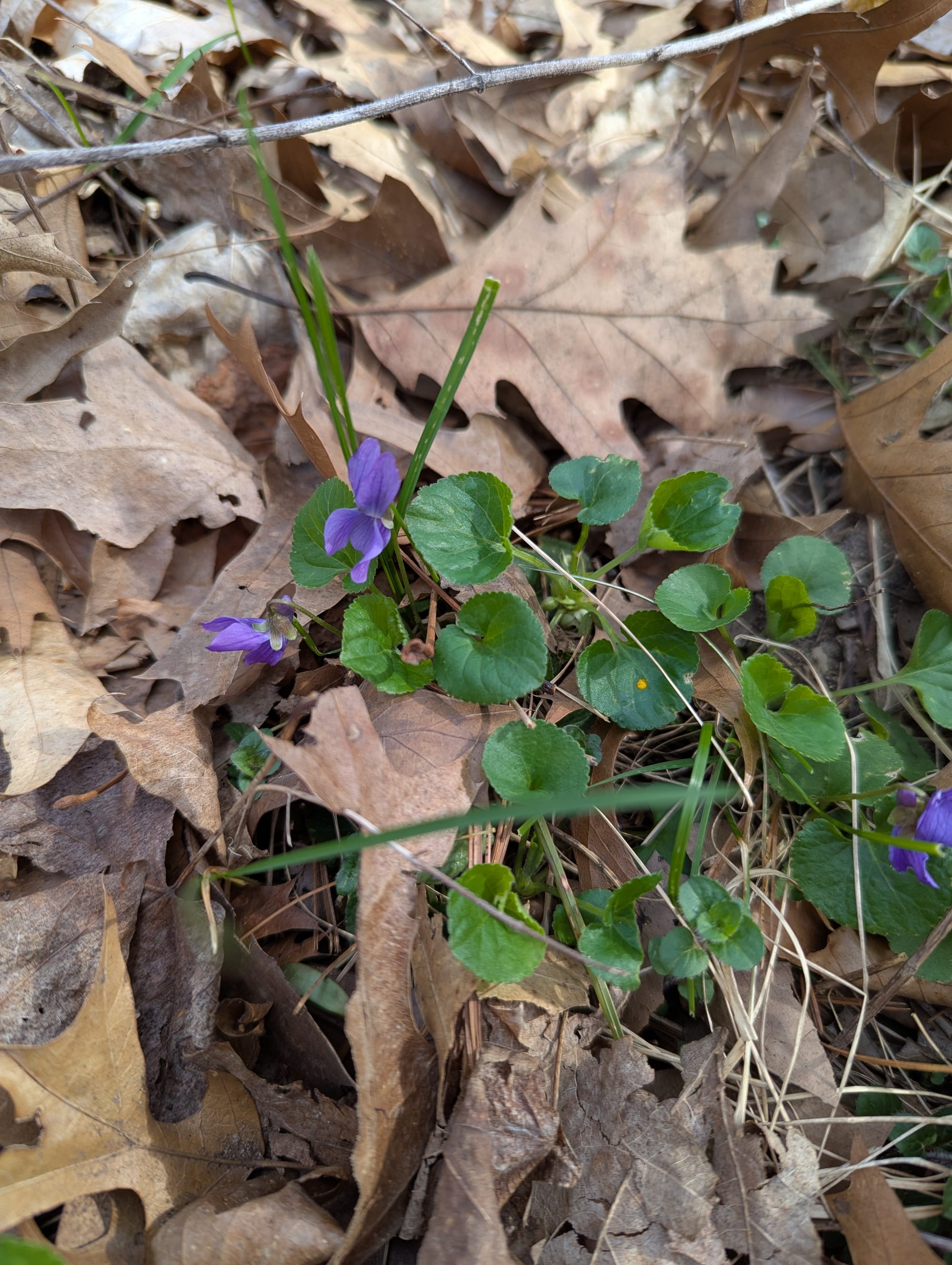 A small clump of violets blooming against a background of oak leaves