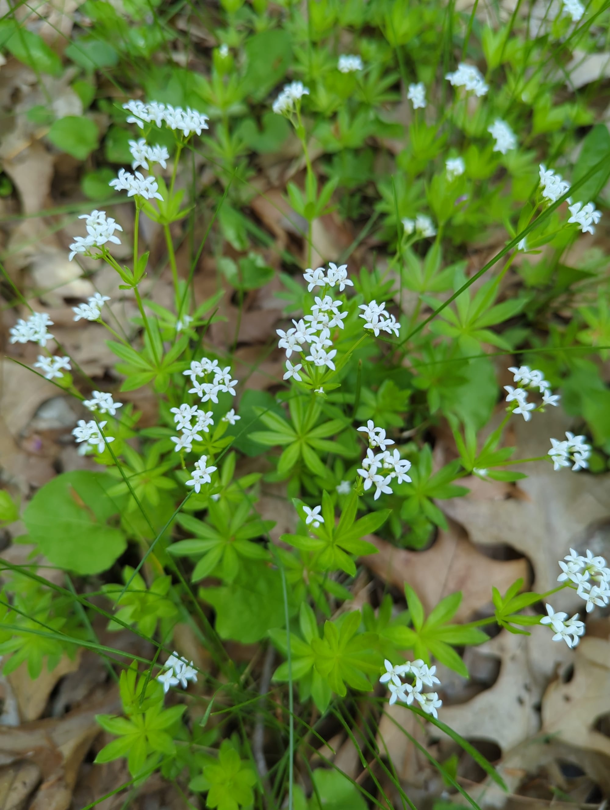 A carpet of small green plants with radial clusters of leaves and small white flowers