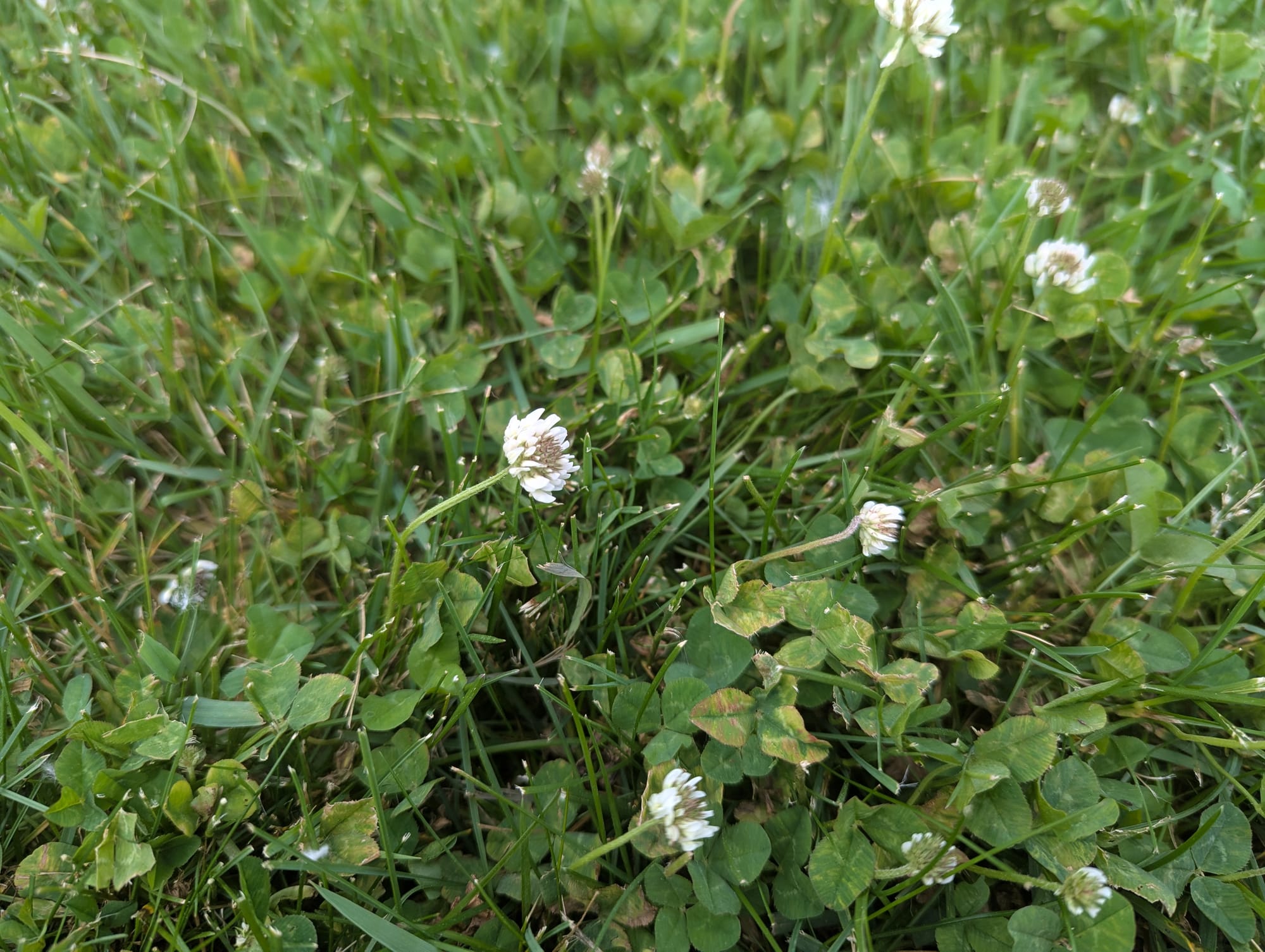 A closeup of some white clover flowers nestled among the grass