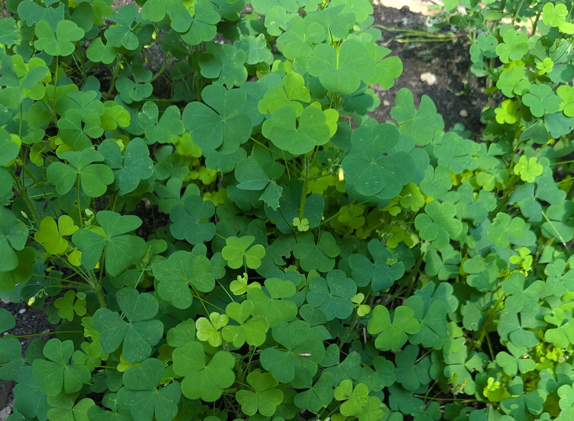 The very happy carpet of oxalis plants that has completely covered my compost pile