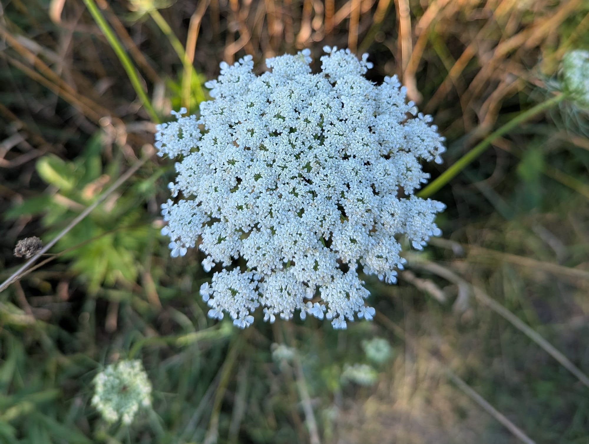 A close up of a Queen Anne's Lace flower