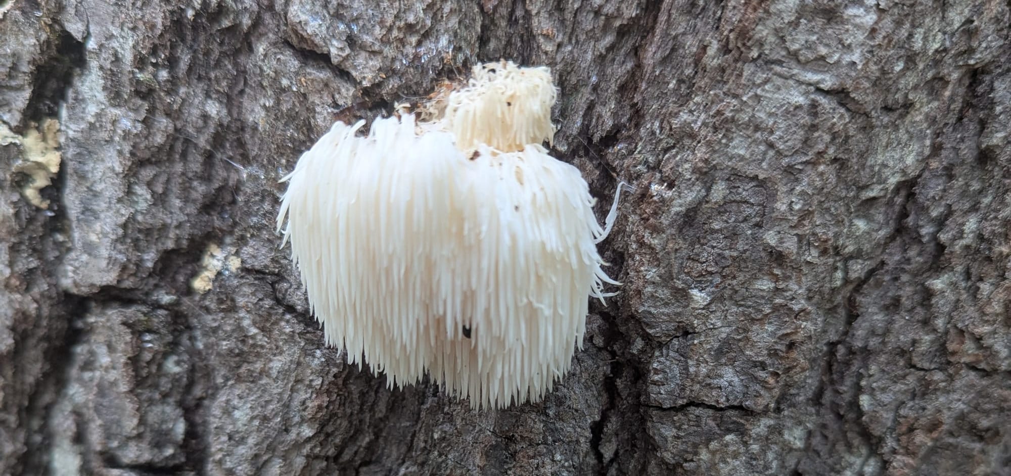 A small Lion's Mane mushroom growing out of an oak log