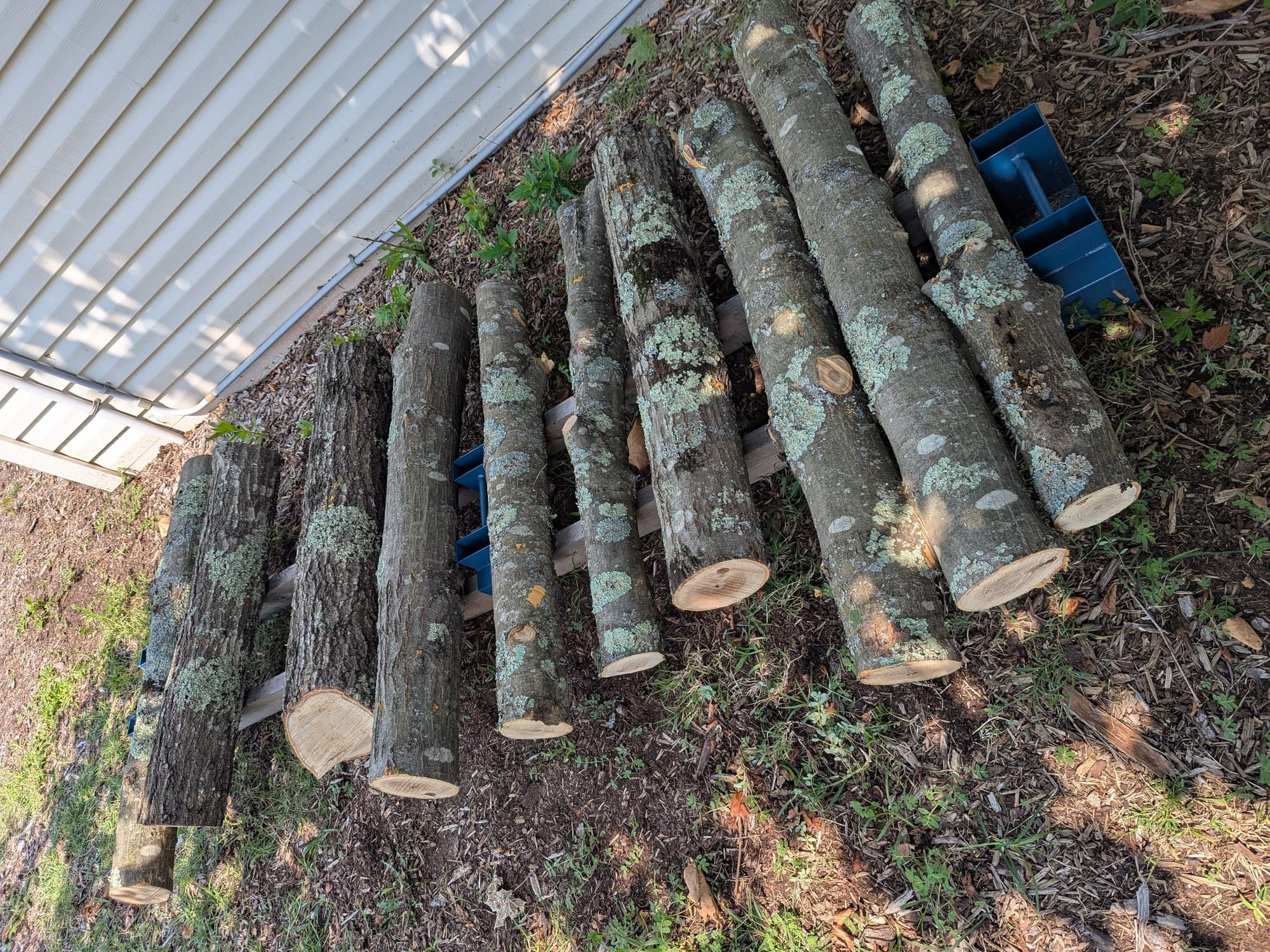 A row of oak logs laying on a firewood rack