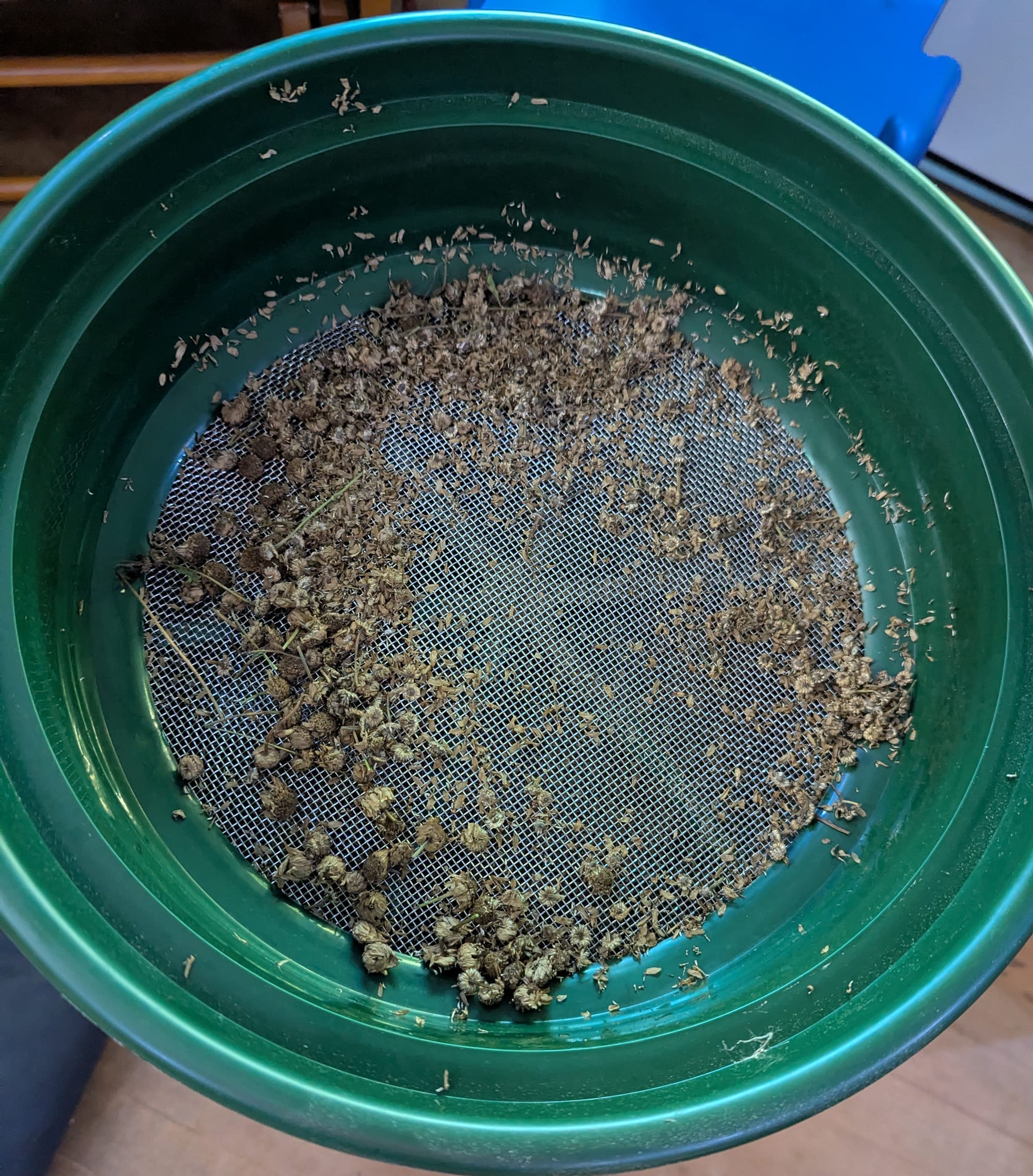 A handful of feverfew seedheads sitting in a wire mesh sifter with a green plastic frame