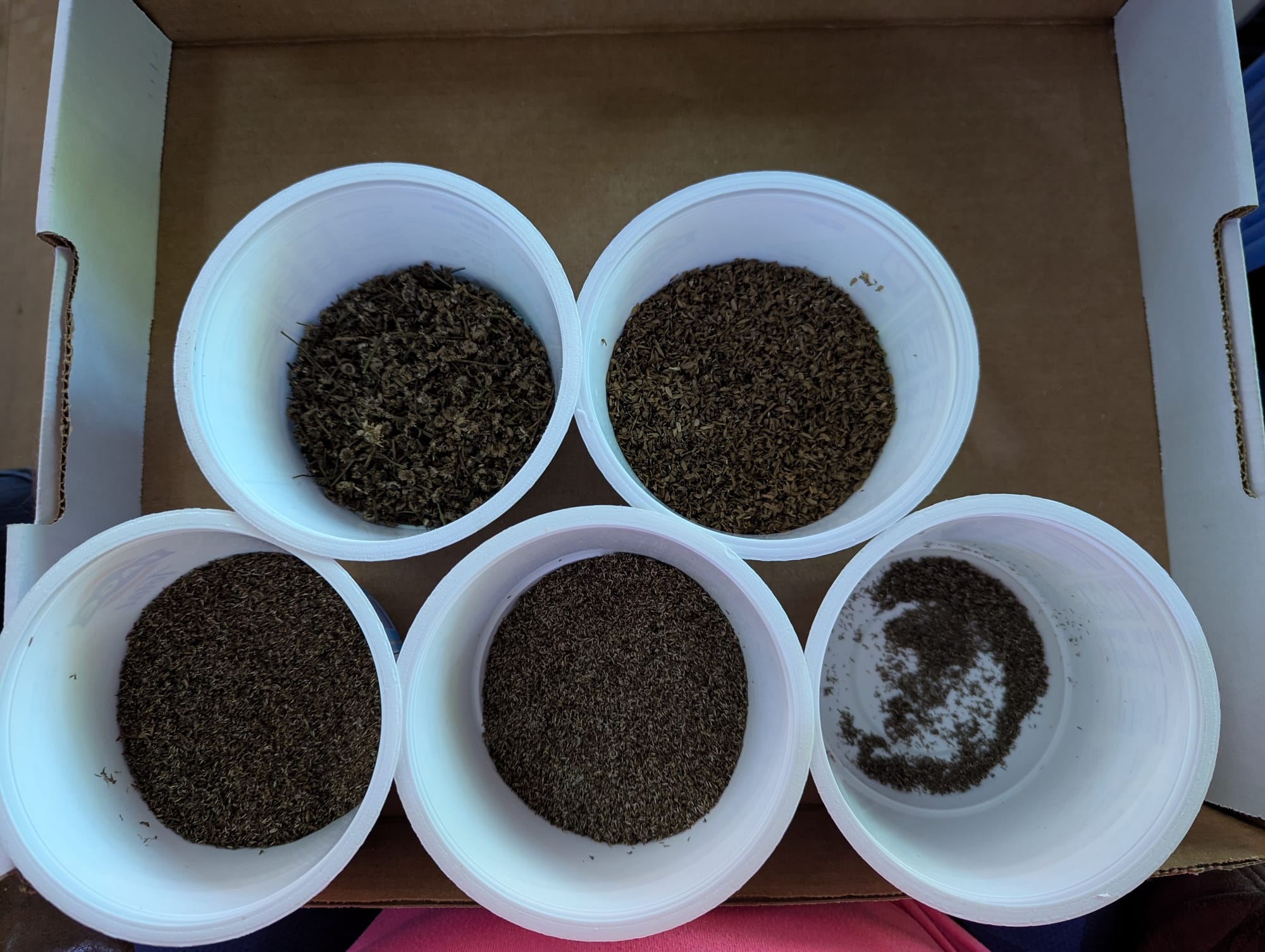 Five white yogurt cups, each containing one size of seed detritus