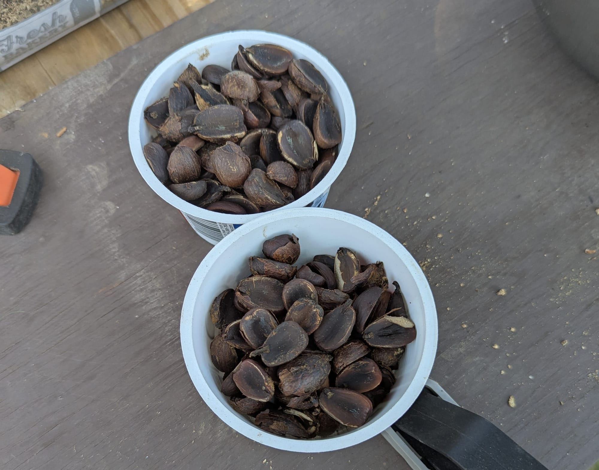 Two yogurt cups filled with dark brown roasted acorn nutmeats