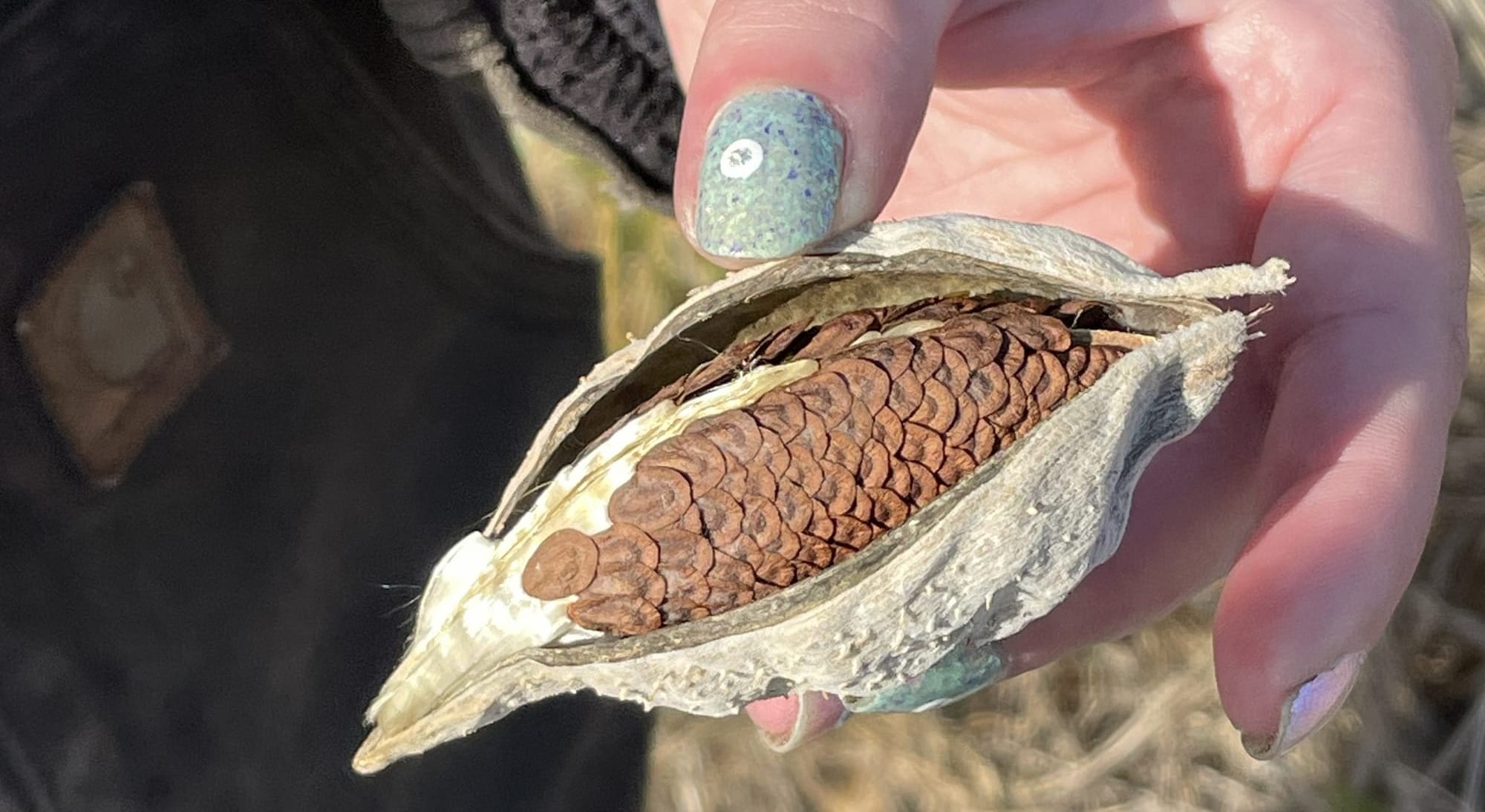 A closeup of a milkweed pod that has split open. The seeds are still arranged in a pinecone-like arrangement inside the pod.