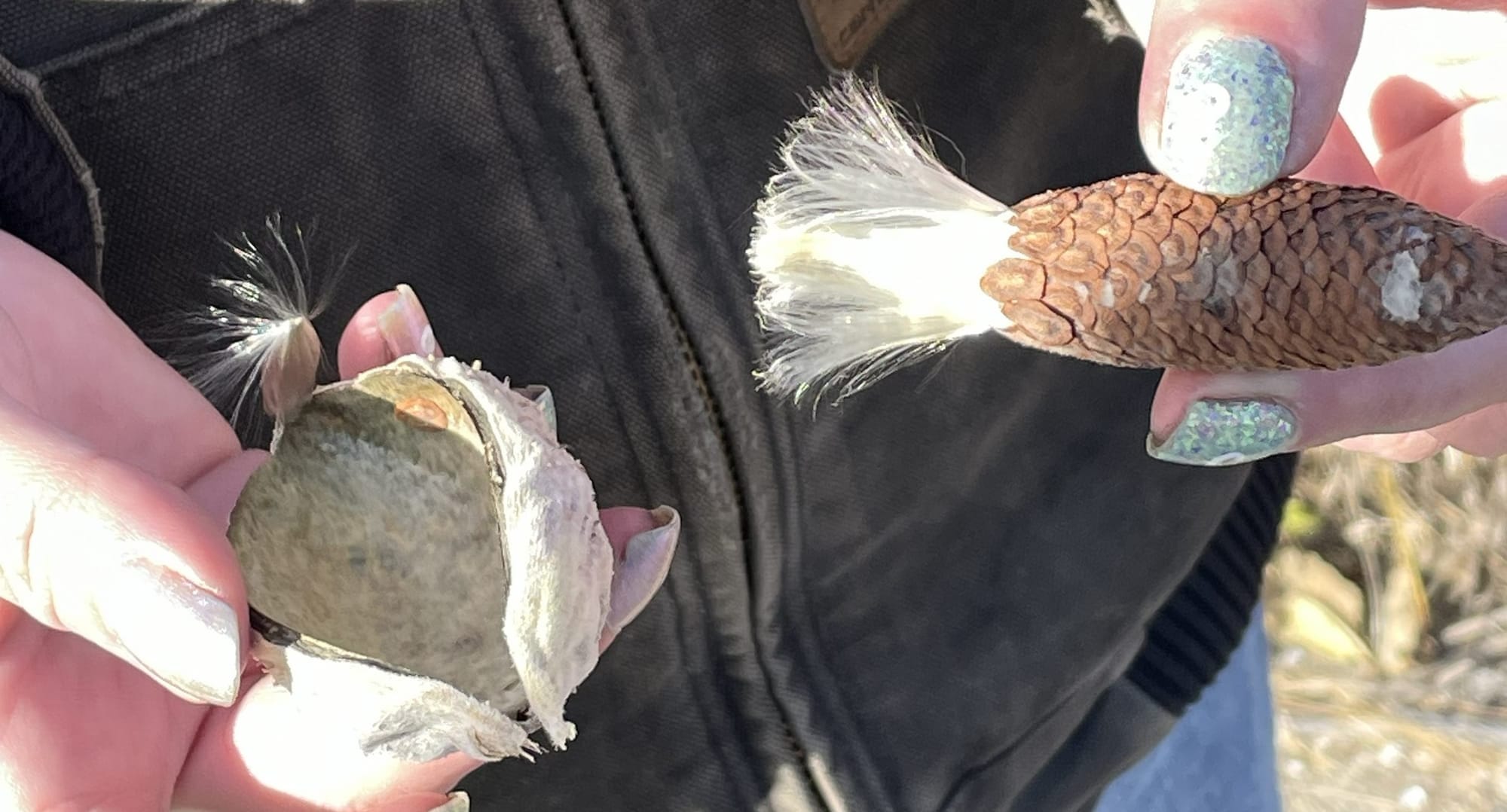 The "pinecone" of seeds is now out of its pod