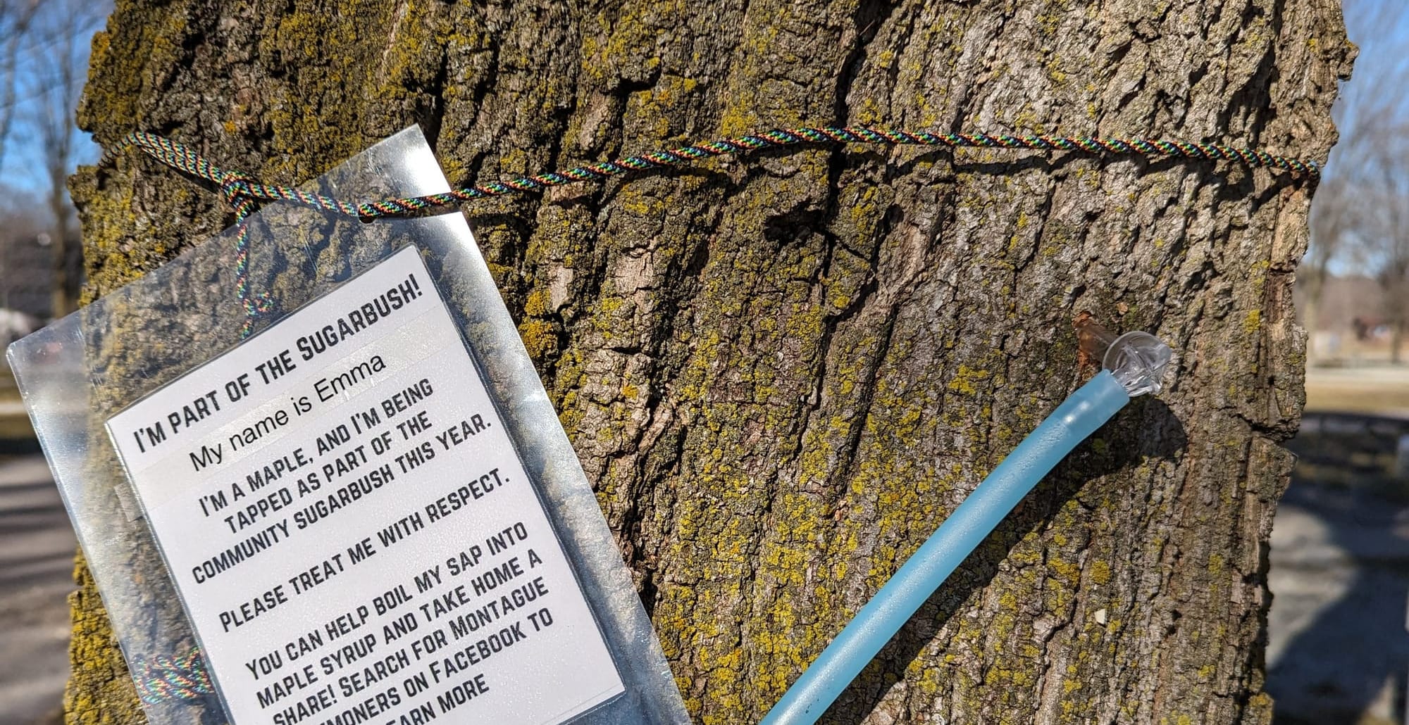 The trunk of a large tree. There is a clear spile coming out of a hole in the trunk, with blue tubing attached.