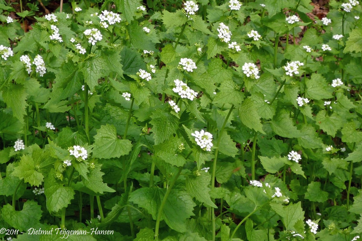 Sound the emergency sirens! It's Garlic Mustard Season!