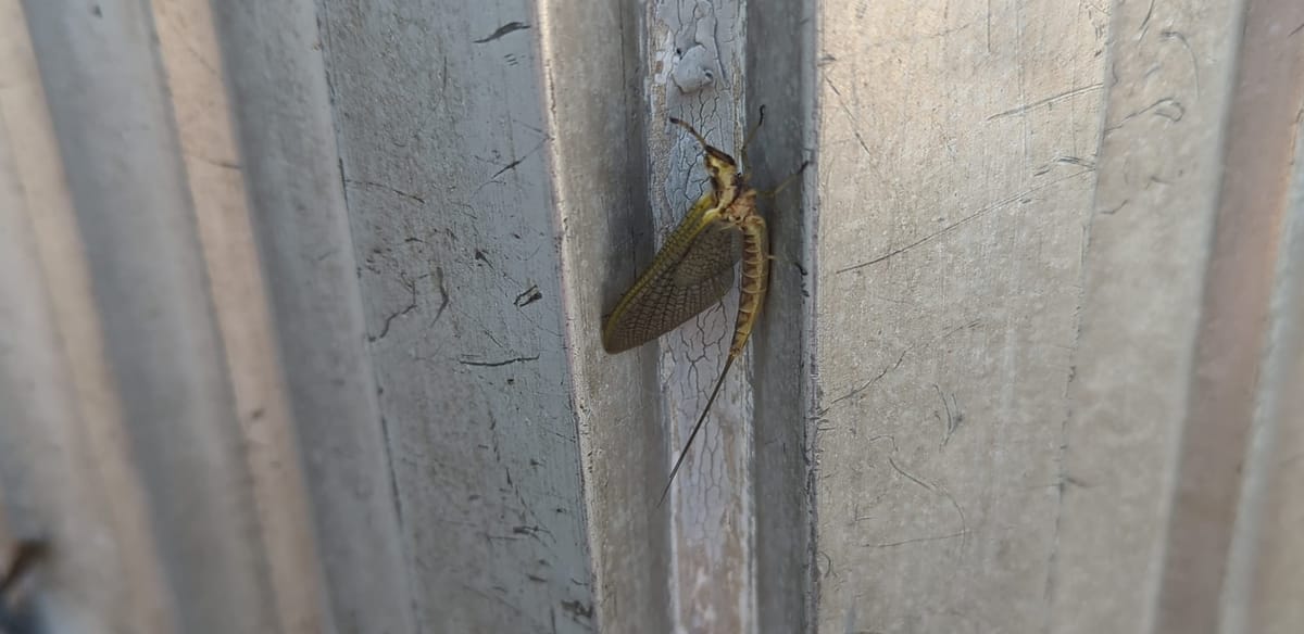 Mayflies and Millages