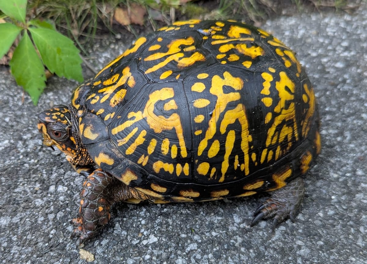 Acorns are approaching!