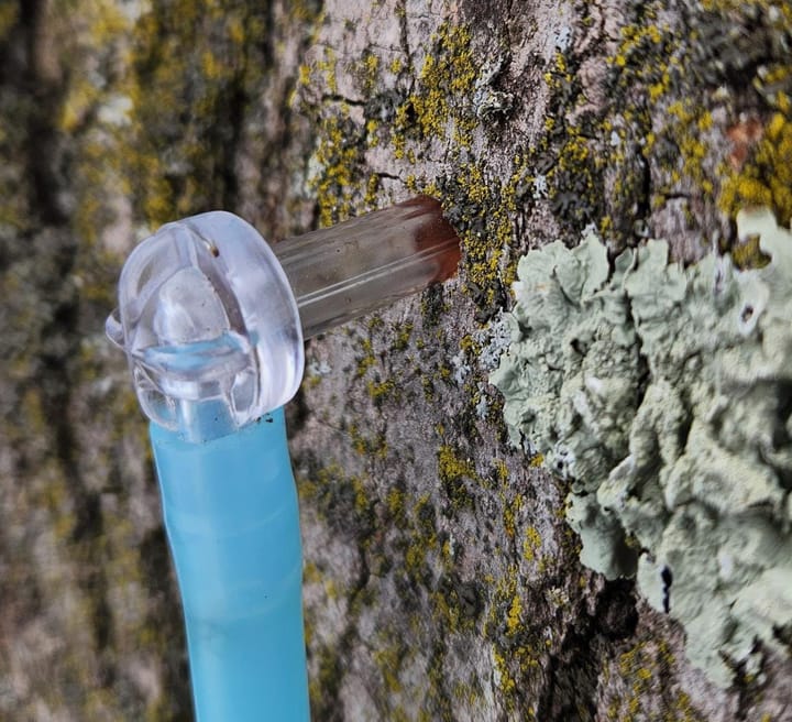 a clear plastic tree spile is coming out of a patch of maple bark covered heavily in lichen