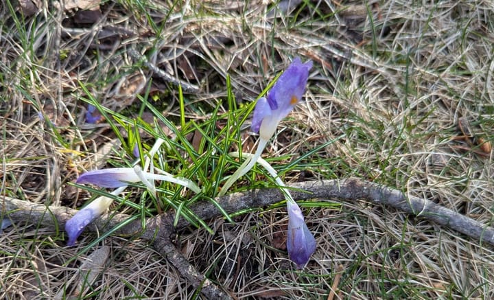 A blue/purple crocus flower blooming through a bed of pine needles