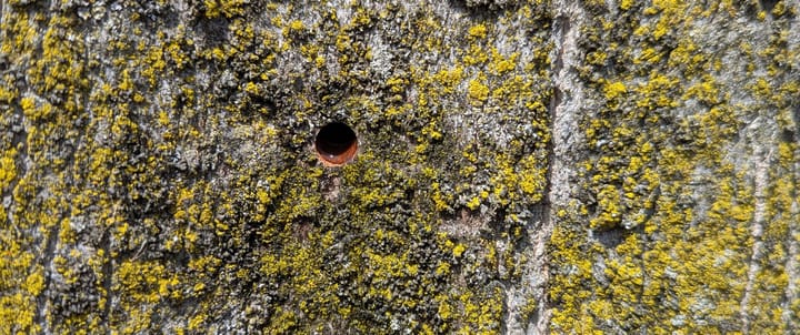 A tapping hole in a sugar maple tree starting to heal