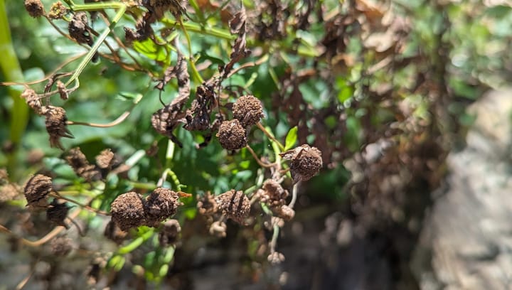 A cluster of feverfew seed heads nearly ready to harvest