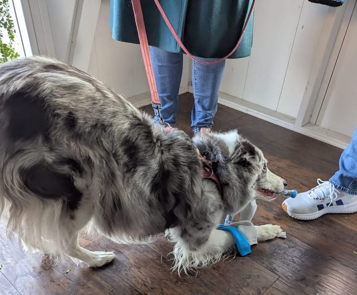Mozarella, a fluffy grey and white dog, using a "play bow" behavior to ask her human to play tug with her new tug toy